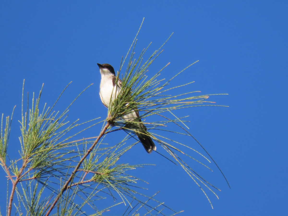 Eastern Kingbird - ML642622954