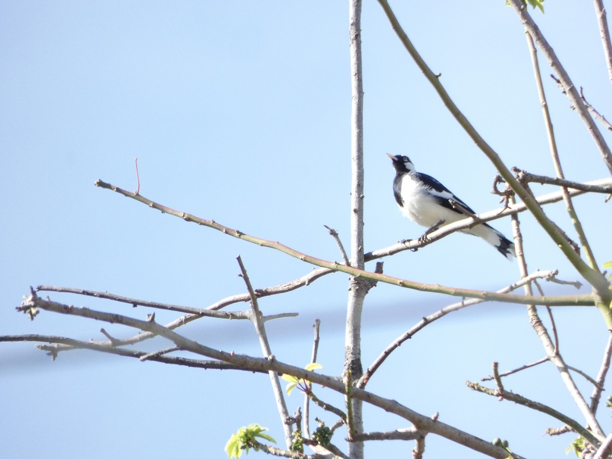 Magpie-lark - ML642622963