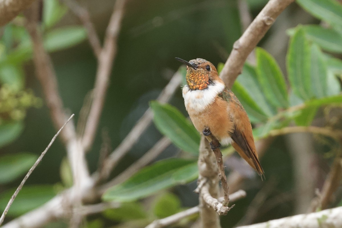 Allen's Hummingbird - ML642622983