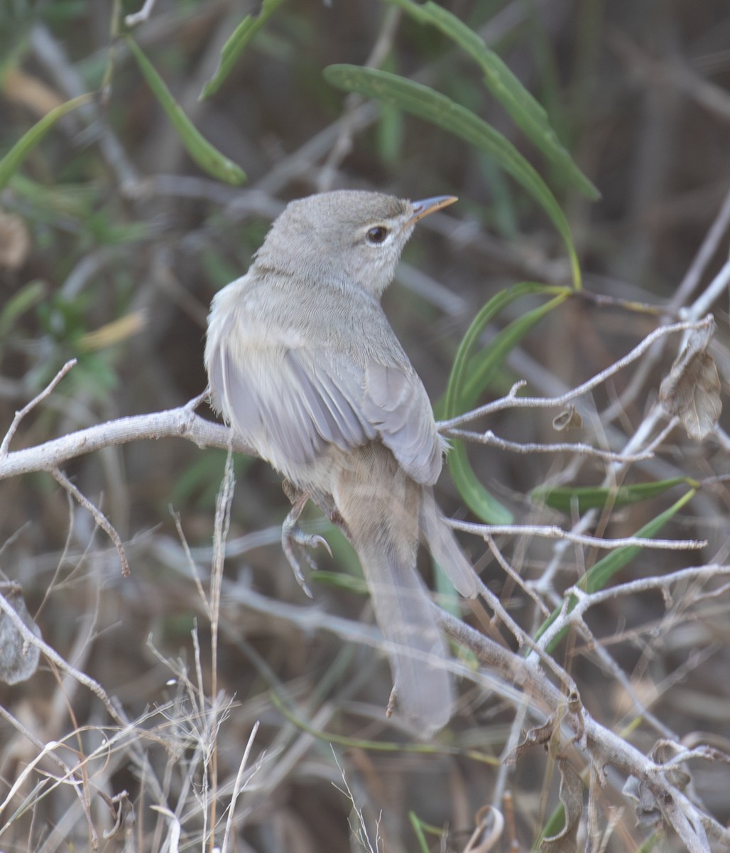 Subdesert Brush-Warbler - ML642622993