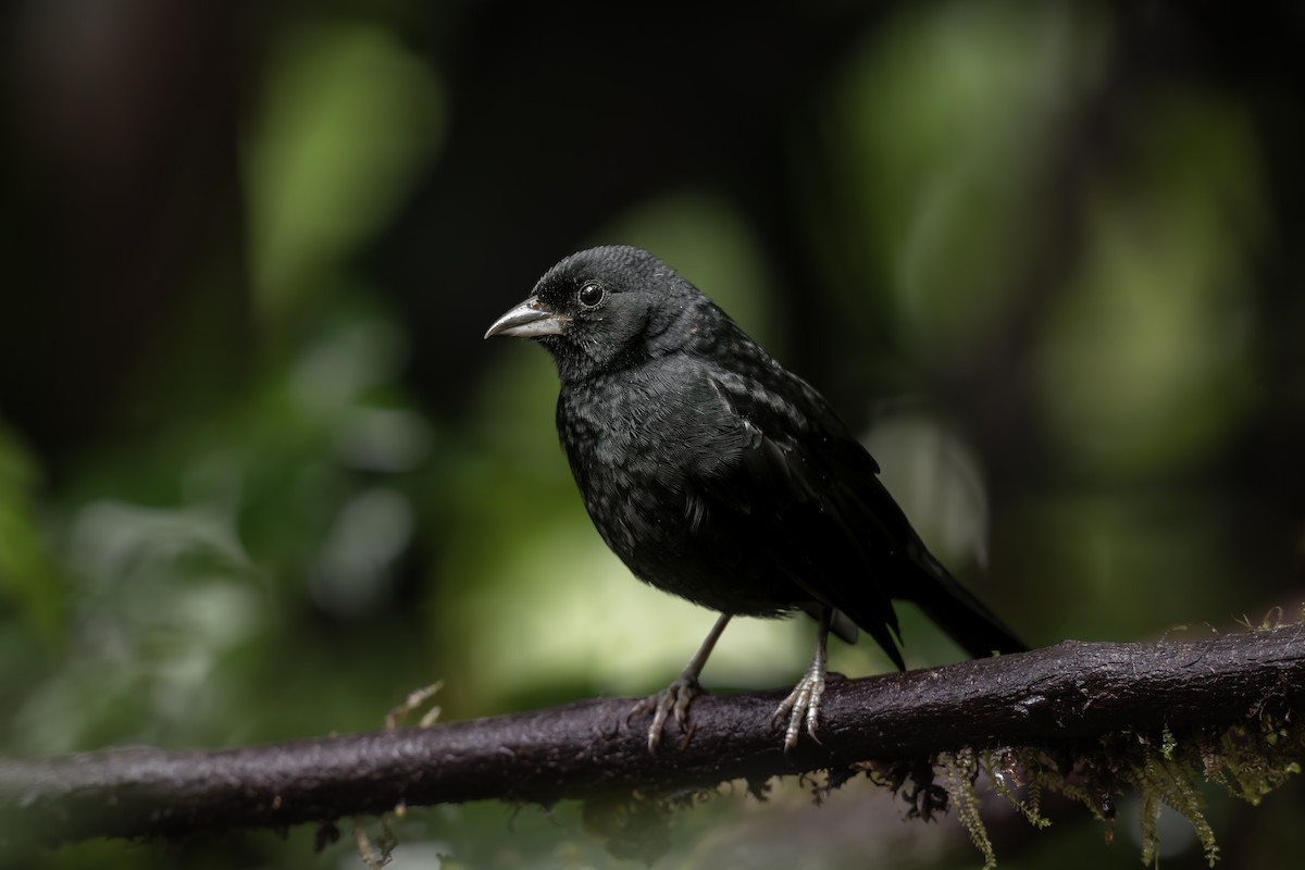 White-lined Tanager - ML642623018