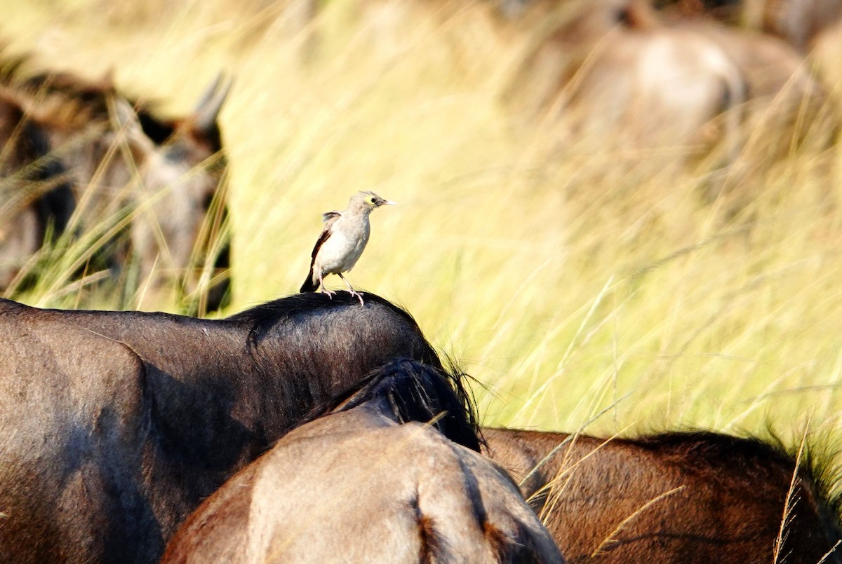 Wattled Starling - ML642623029