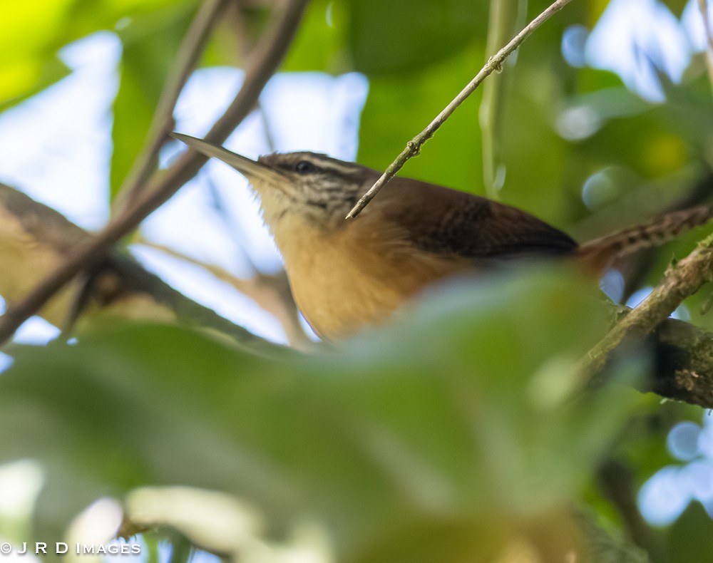 Long-billed Wren - ML642623032