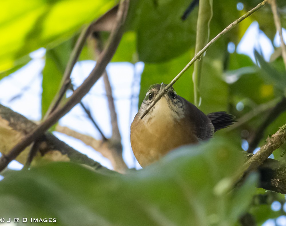 Long-billed Wren - ML642623033