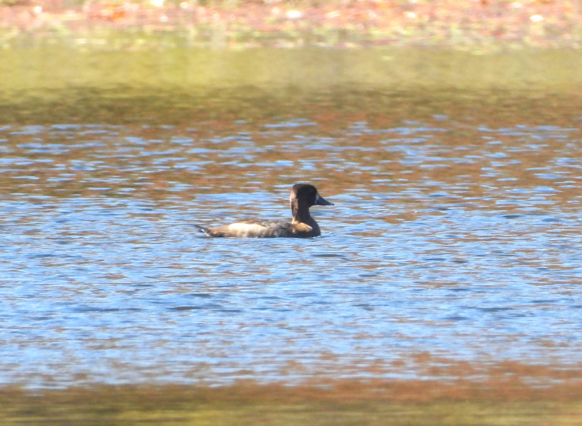 Lesser Scaup - ML642623050
