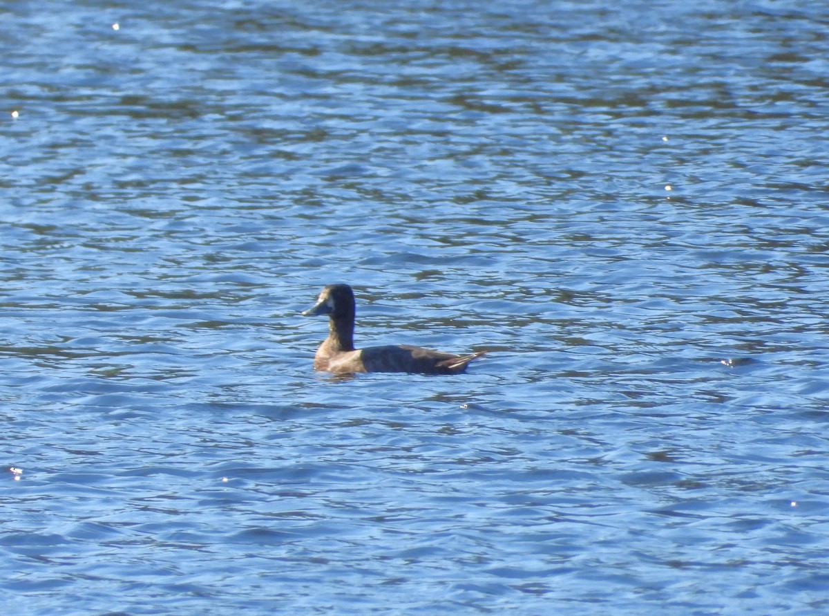 Lesser Scaup - ML642623051