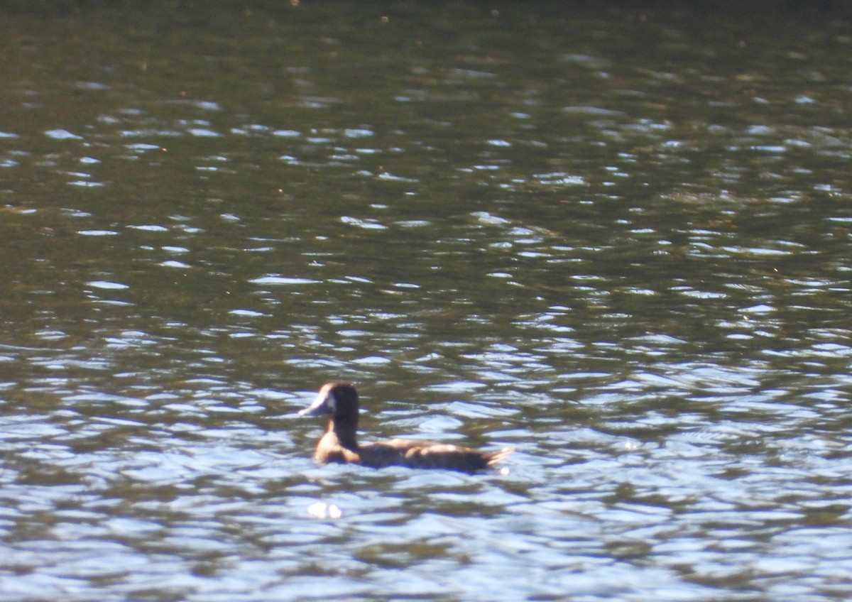 Lesser Scaup - ML642623053