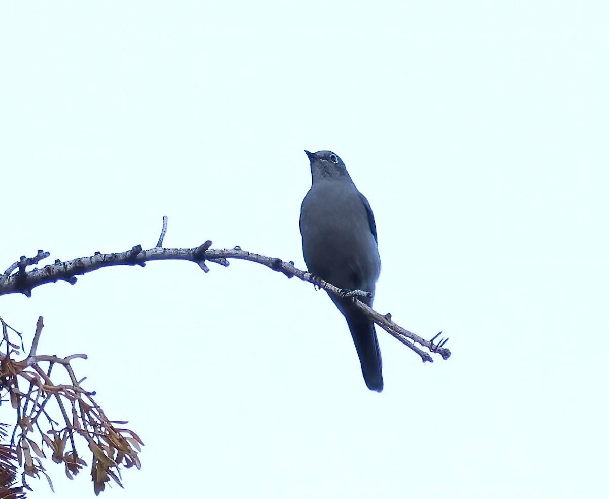 Townsend's Solitaire - ML642623092