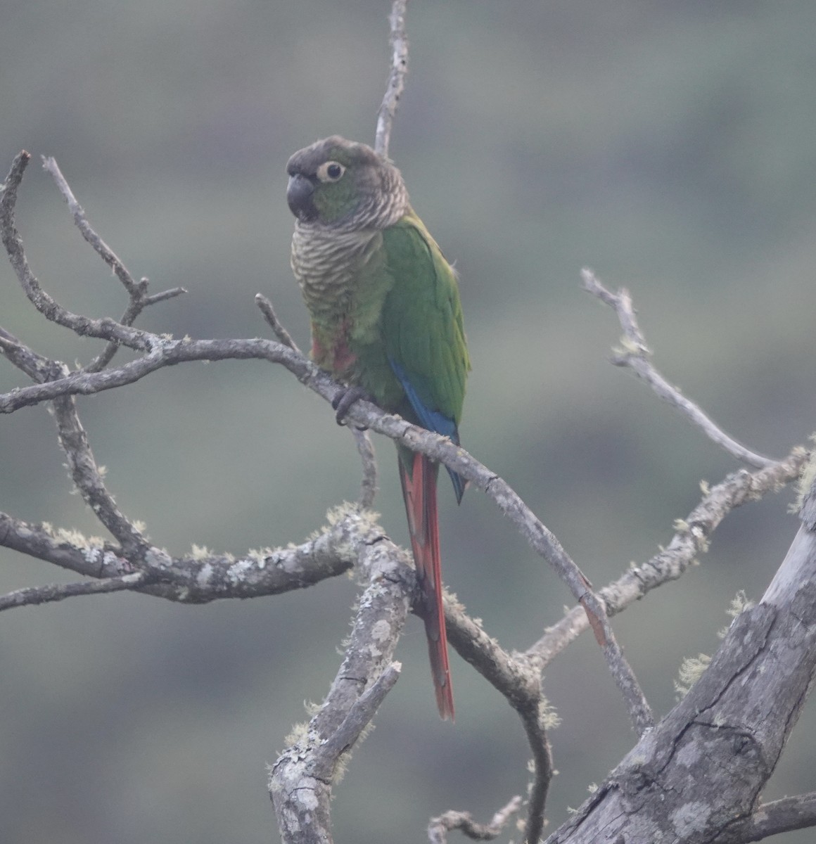 Green-cheeked Parakeet - ML642623105