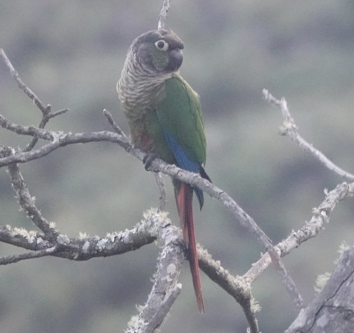 Green-cheeked Parakeet - ML642623106