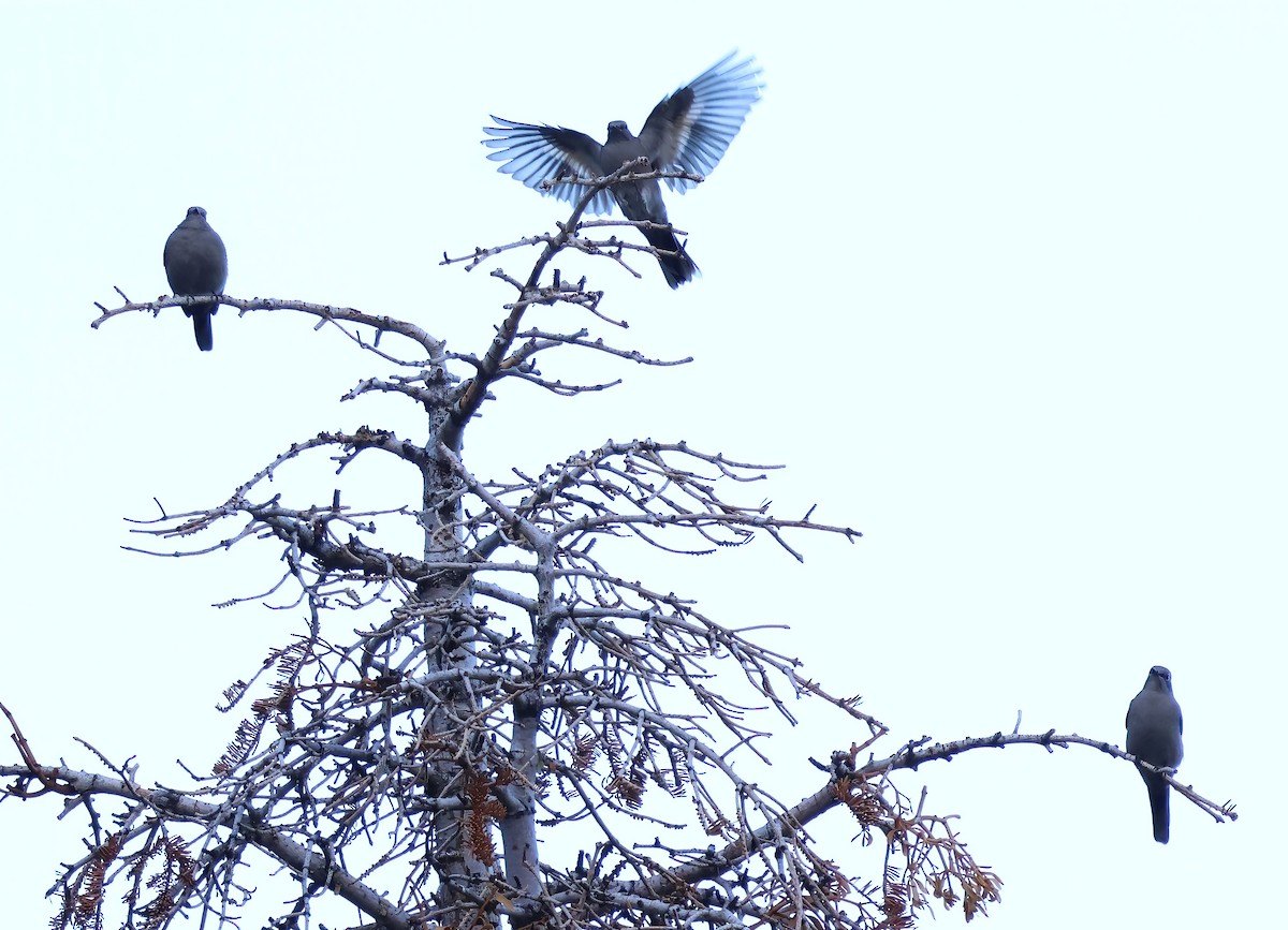 Townsend's Solitaire - ML642623108
