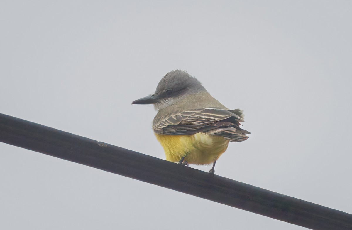 Tropical Kingbird - ML642623114