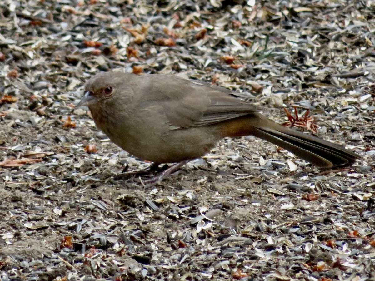 California Towhee - ML642623115