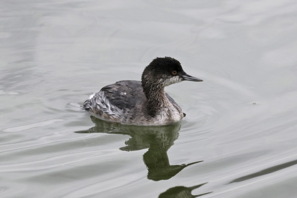 Eared Grebe - ML642623117