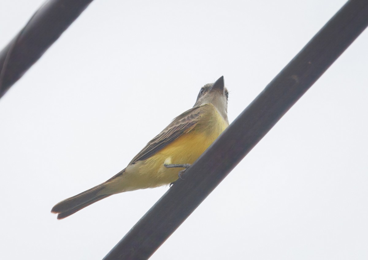 Tropical Kingbird - ML642623118