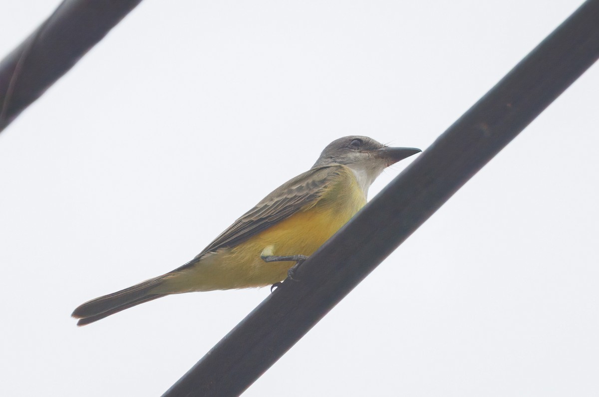 Tropical Kingbird - ML642623120