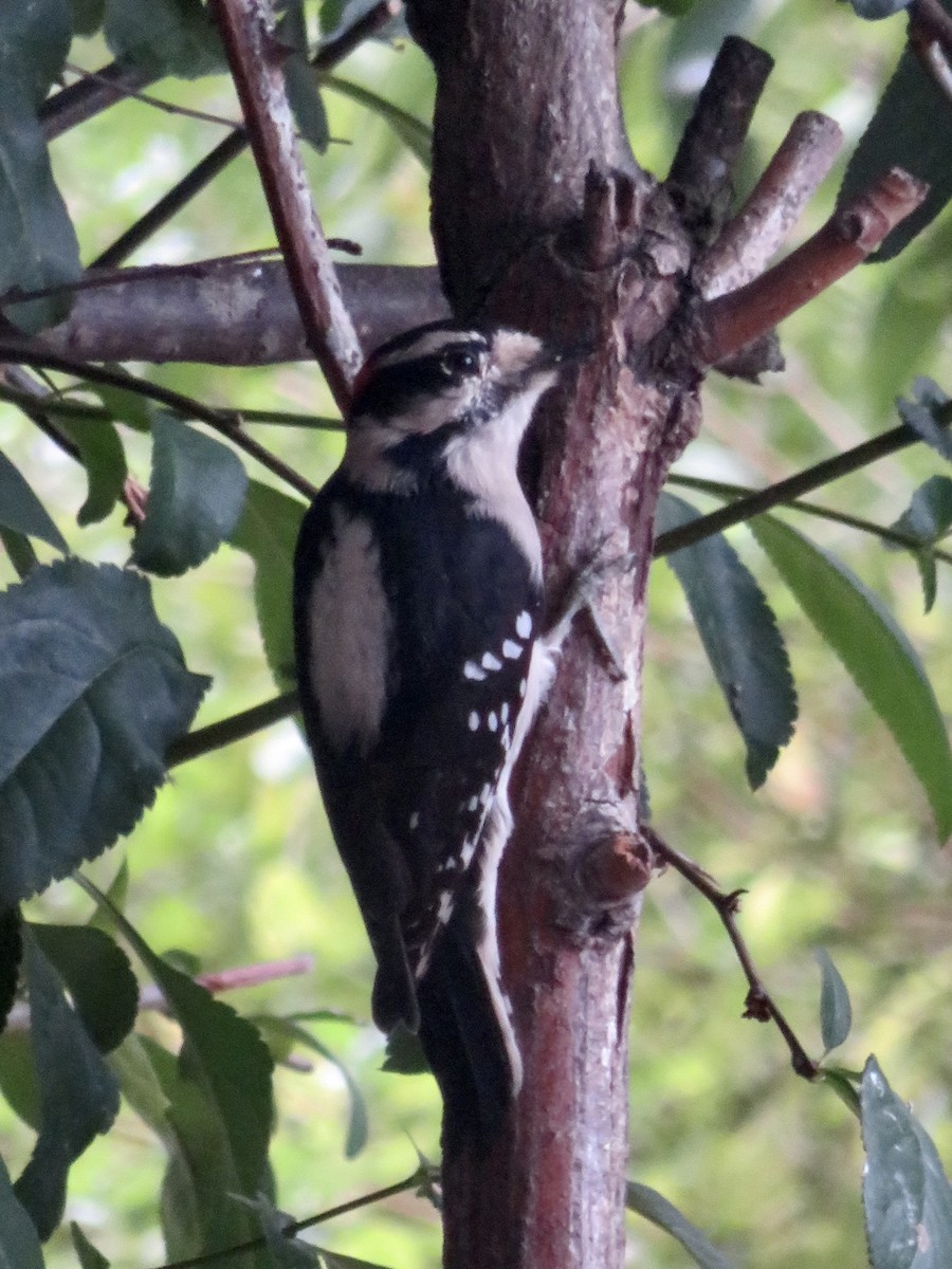 Downy Woodpecker - ML642623124