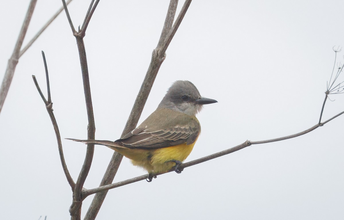Tropical Kingbird - ML642623126
