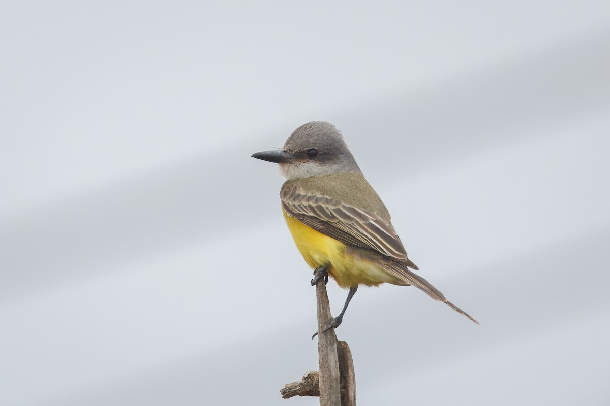 Tropical Kingbird - ML642623135