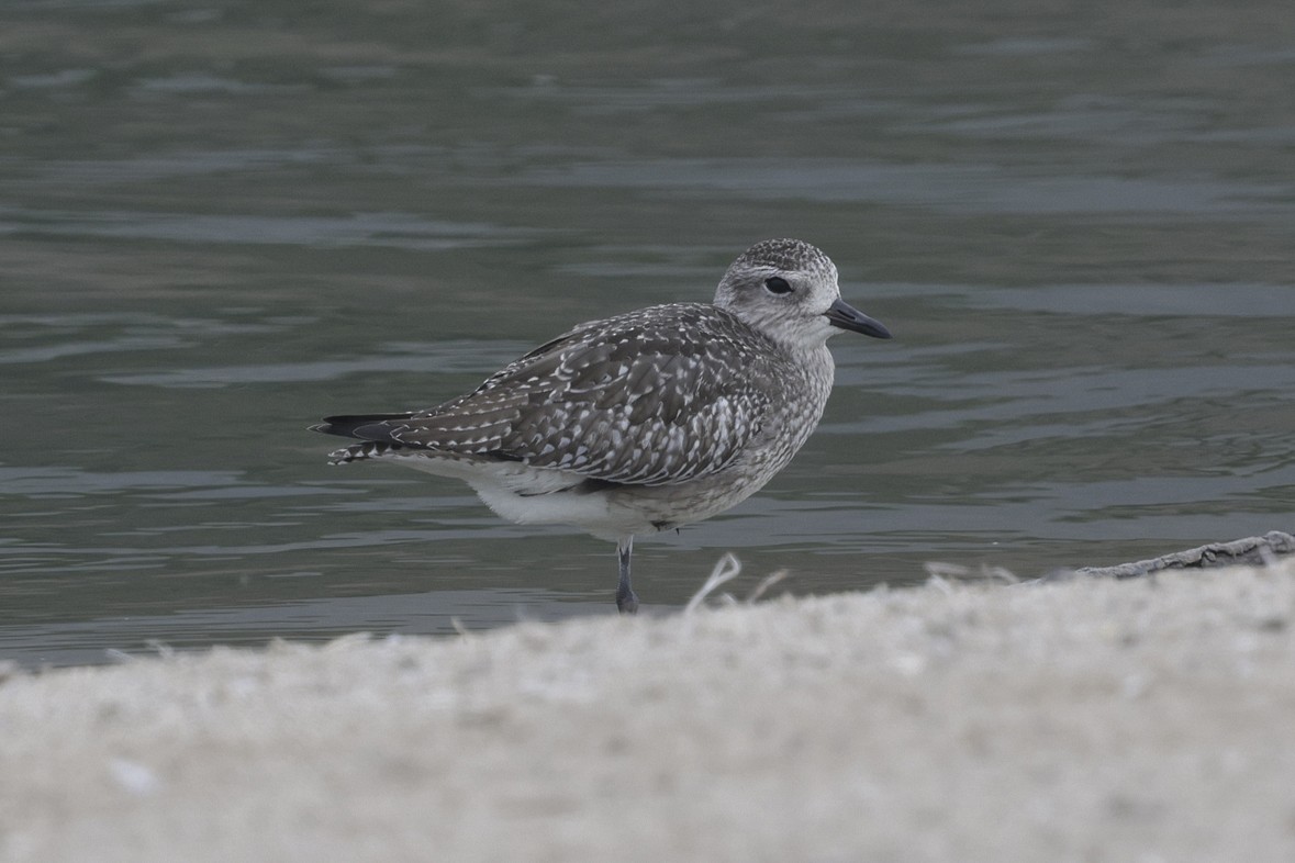 Black-bellied Plover - ML642623149