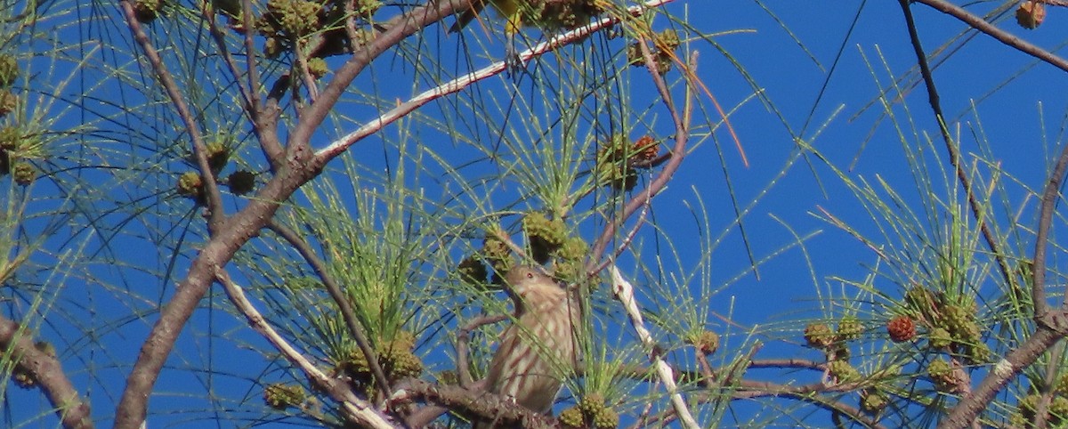 House Finch - ML642623162