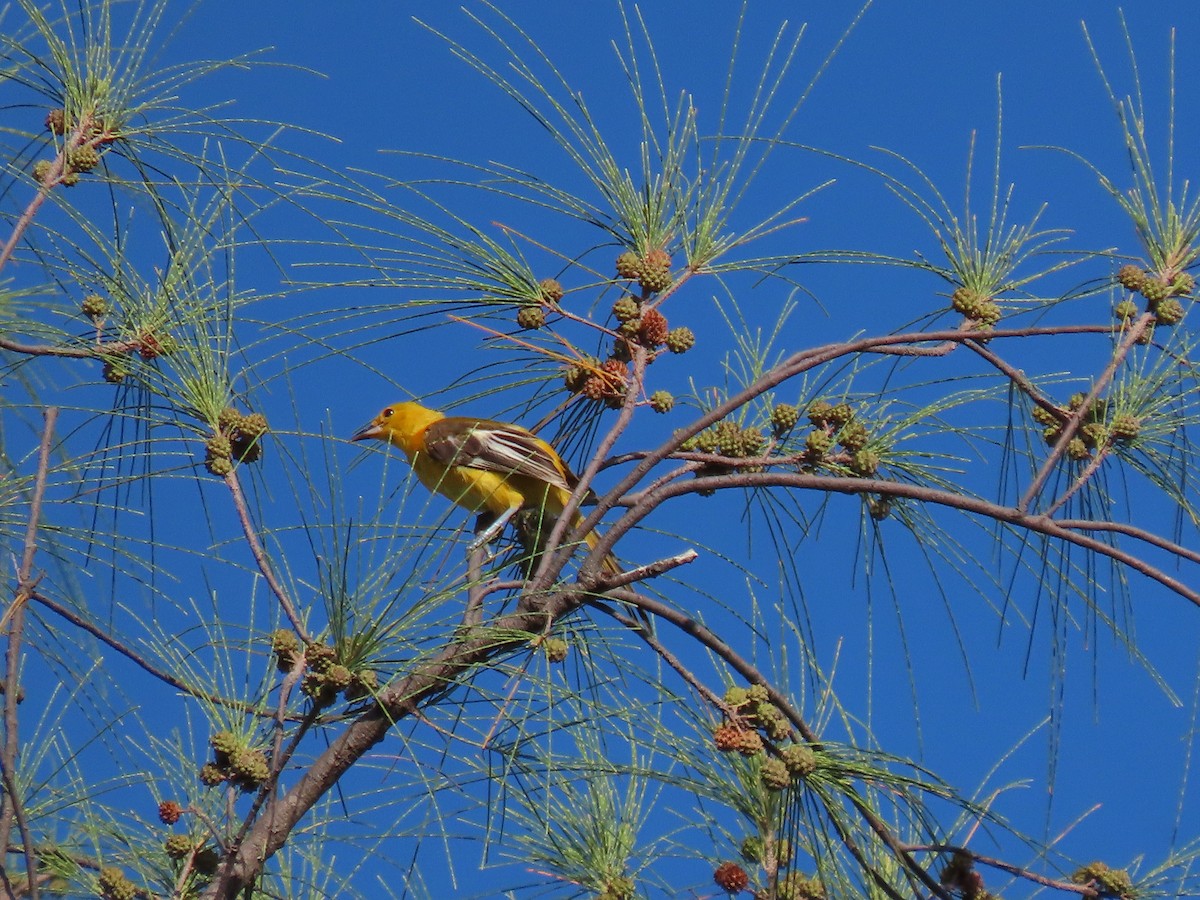 Spot-breasted Oriole - ML642623175