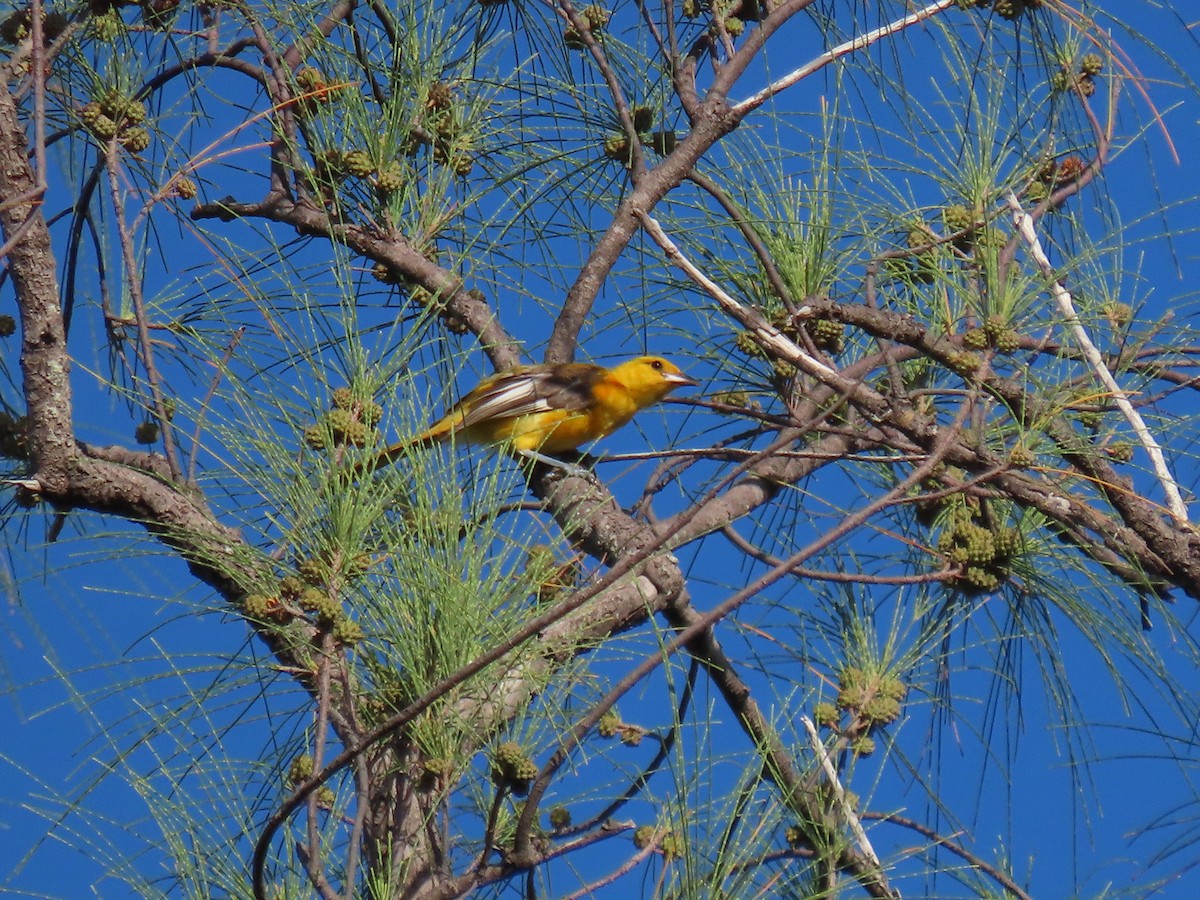 Spot-breasted Oriole - ML642623186