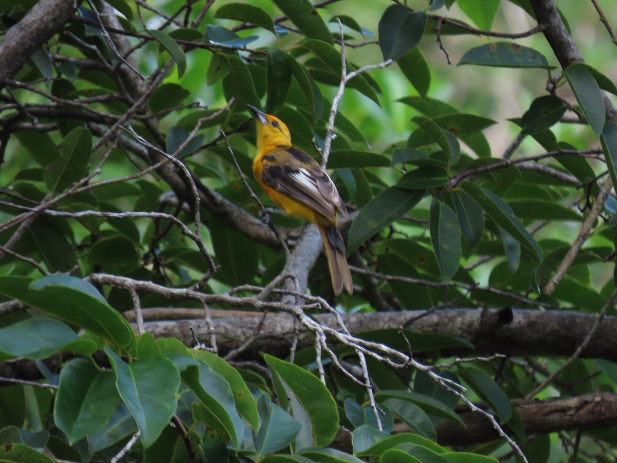 Spot-breasted Oriole - ML642623191