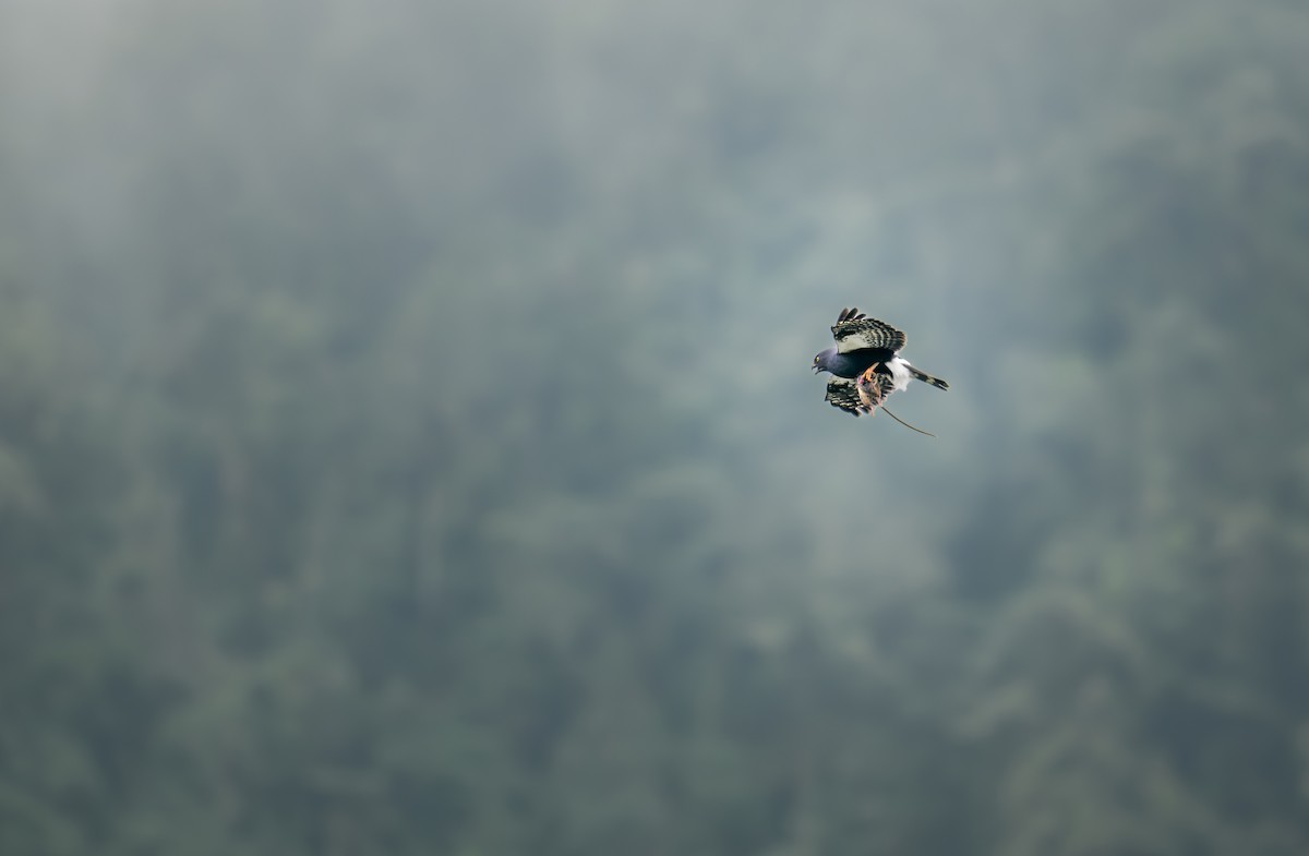 White-rumped Hawk - ML642623193