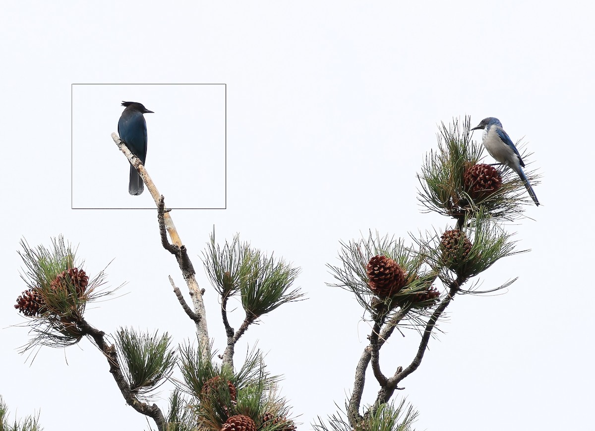 Steller's Jay - ML642623195