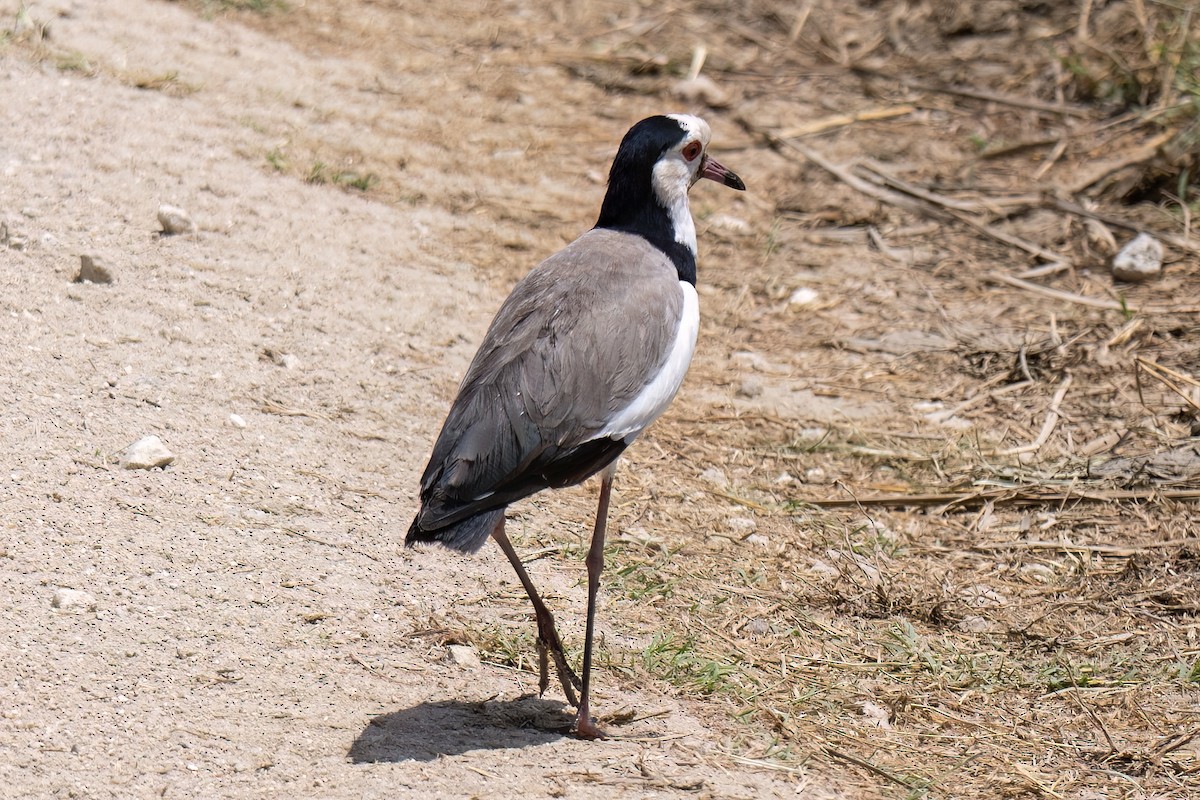 Long-toed Lapwing - ML642623203