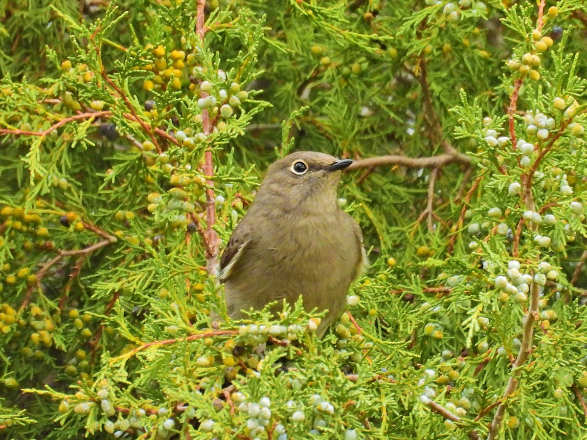 Townsend's Solitaire - ML642623215