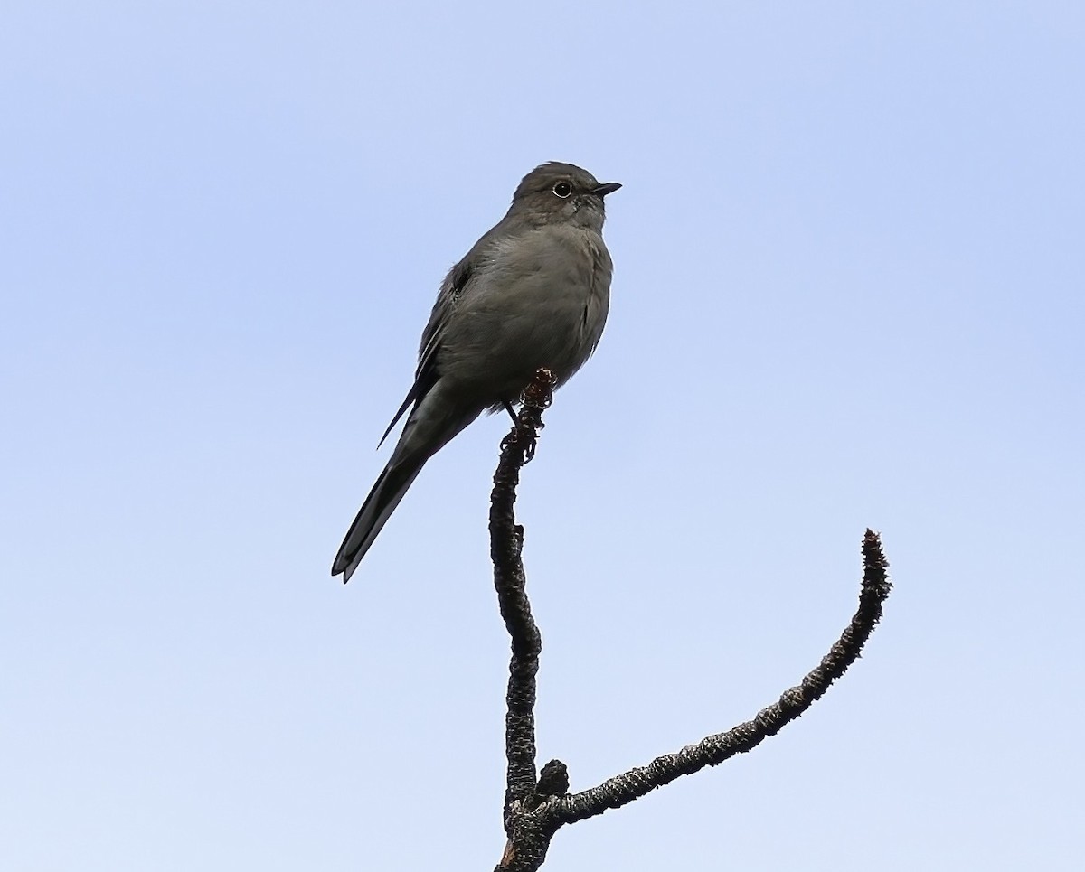 Townsend's Solitaire - ML642623265