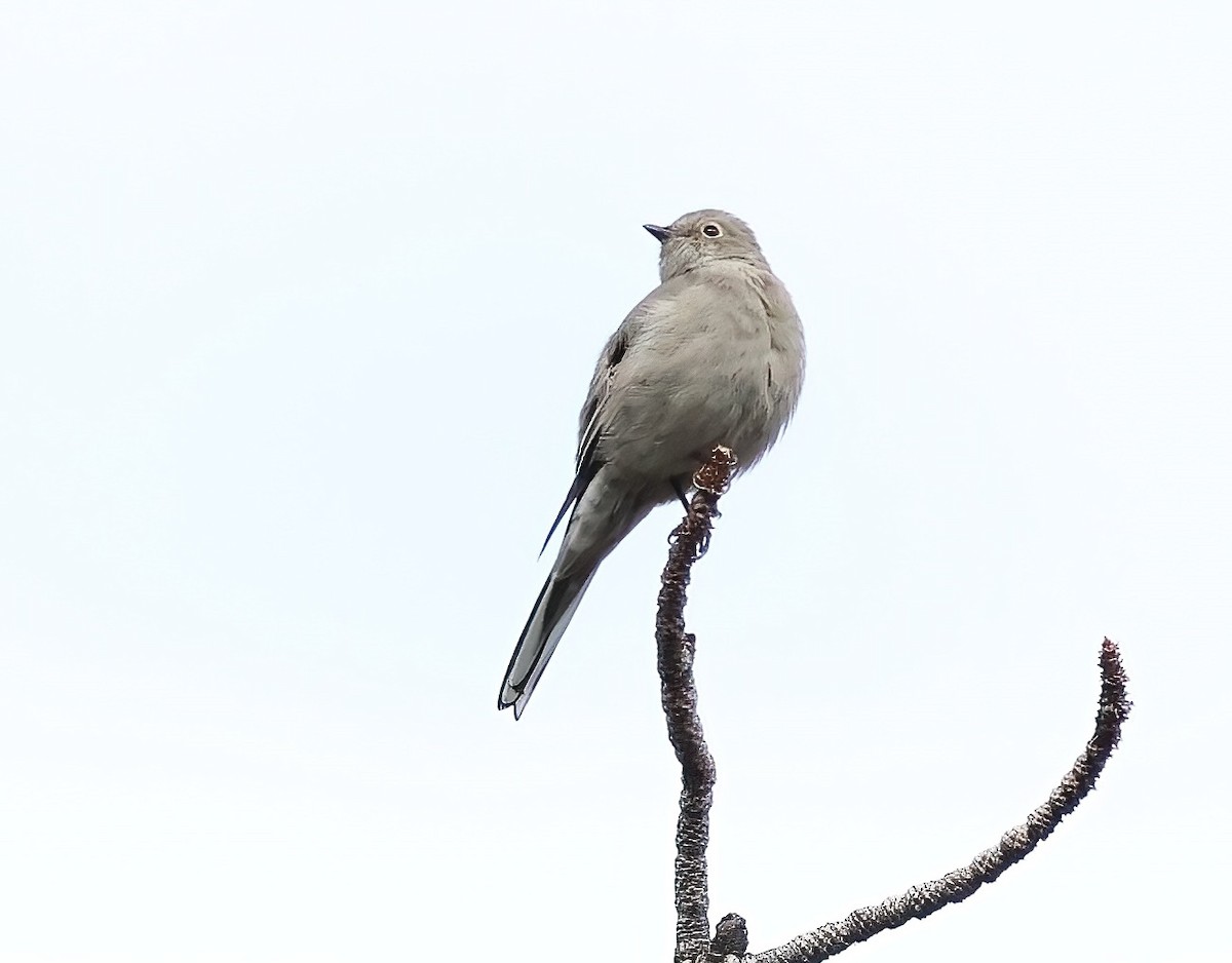 Townsend's Solitaire - ML642623266