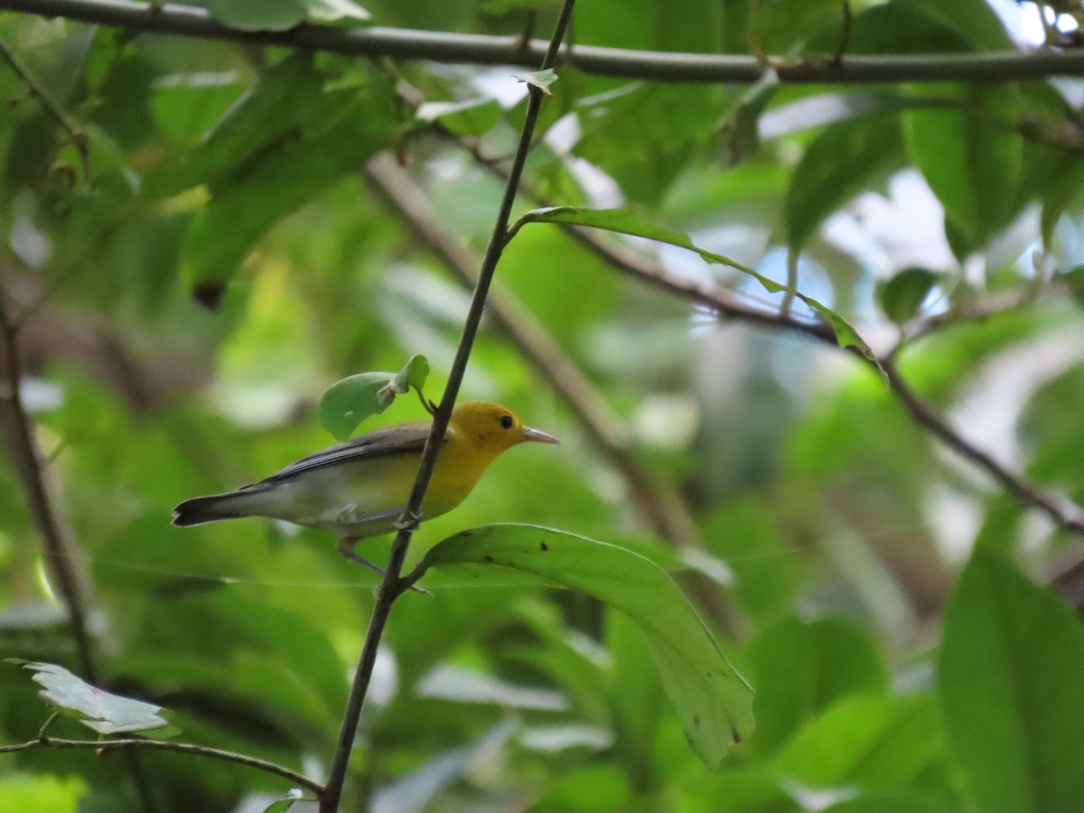 Prothonotary Warbler - ML642623267
