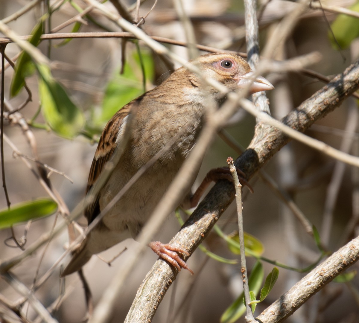 Sakalava Weaver - ML642623273