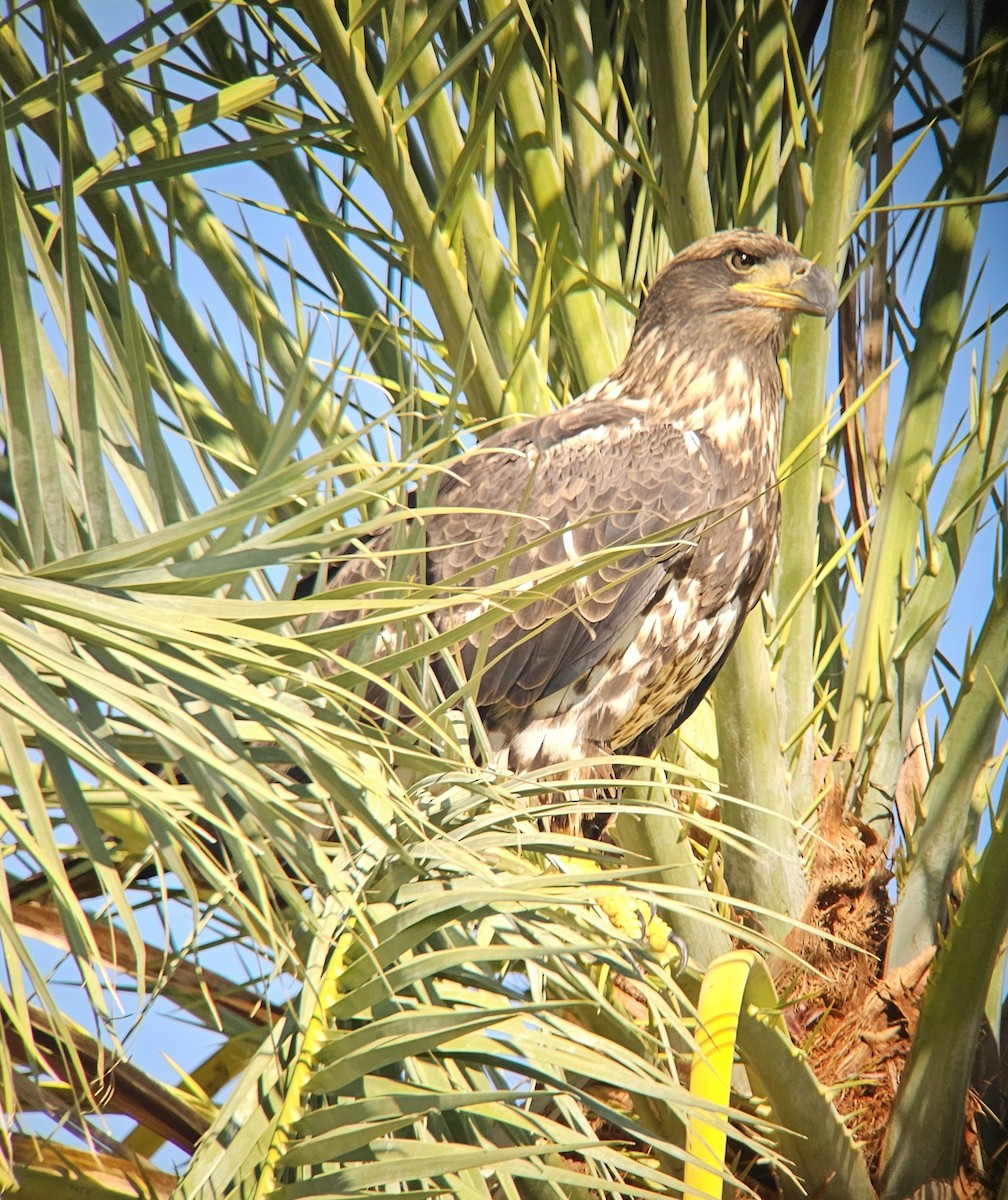 Bald Eagle - ML642623321