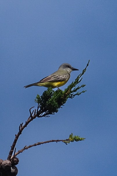 Tropical Kingbird - ML642623324