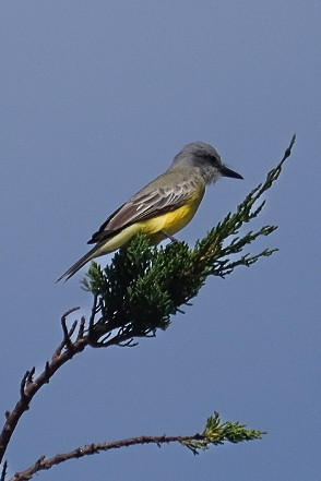 Tropical Kingbird - ML642623325