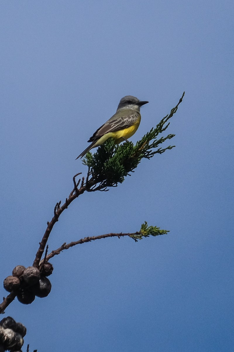 Tropical Kingbird - ML642623326