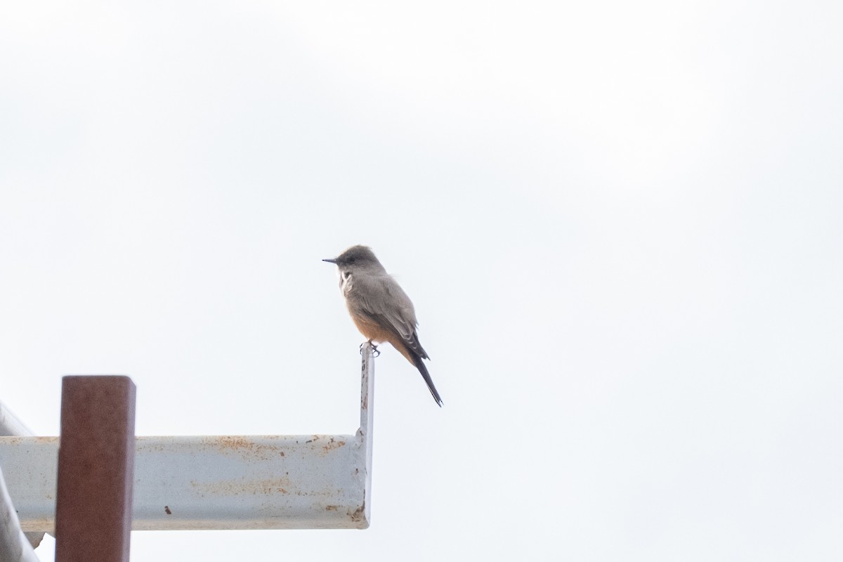 Say's Phoebe - ML642623347