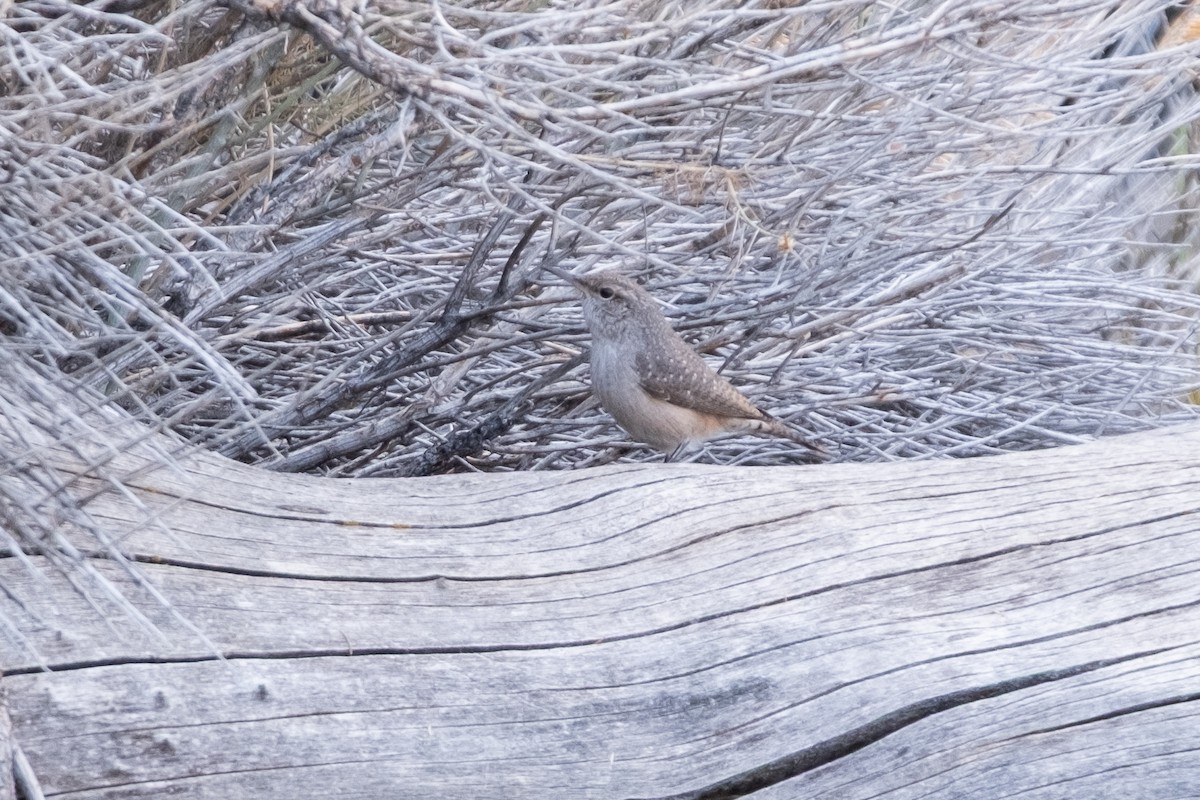 Rock Wren - ML642623354