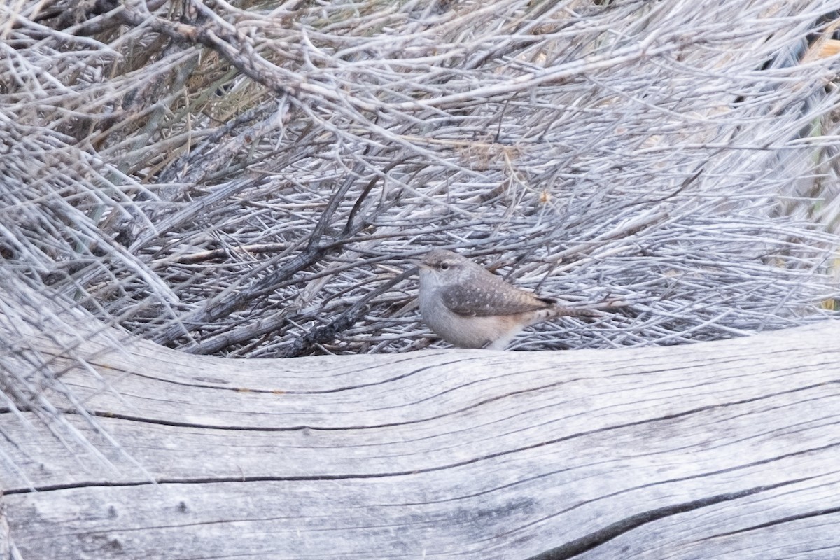 Rock Wren - ML642623355