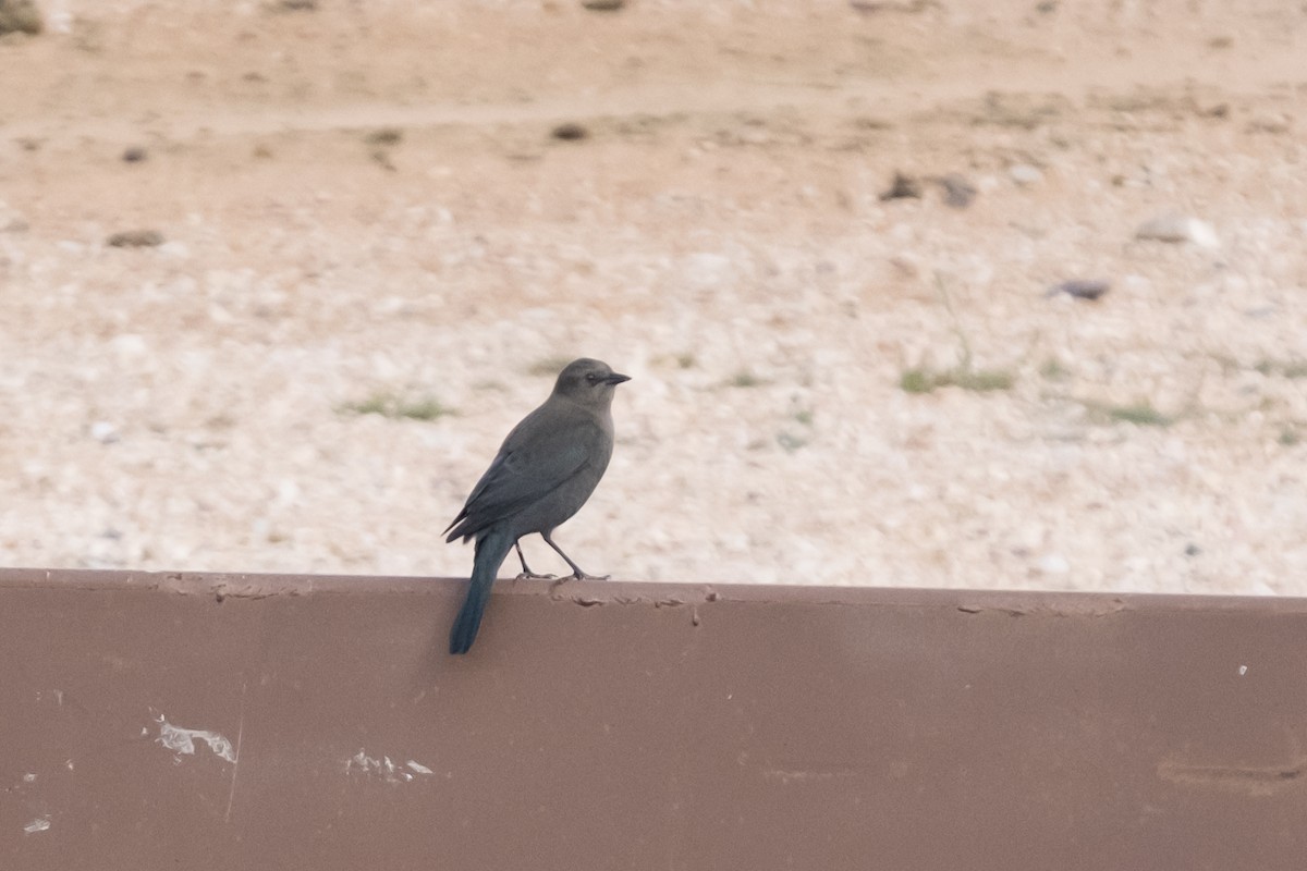 Brewer's Blackbird - ML642623368