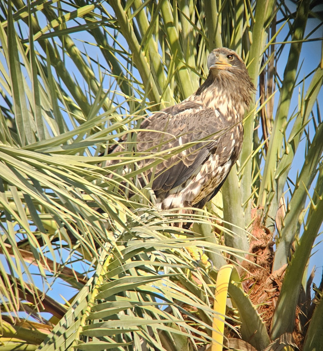 Bald Eagle - ML642623376