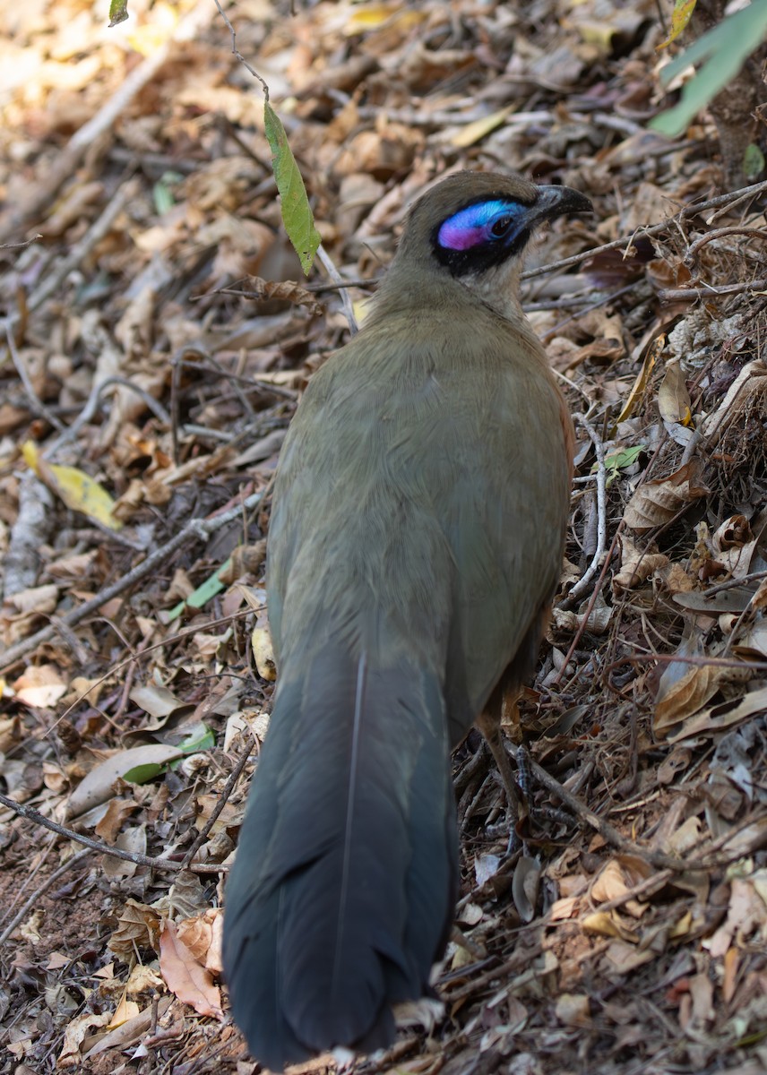 Giant Coua - ML642623380