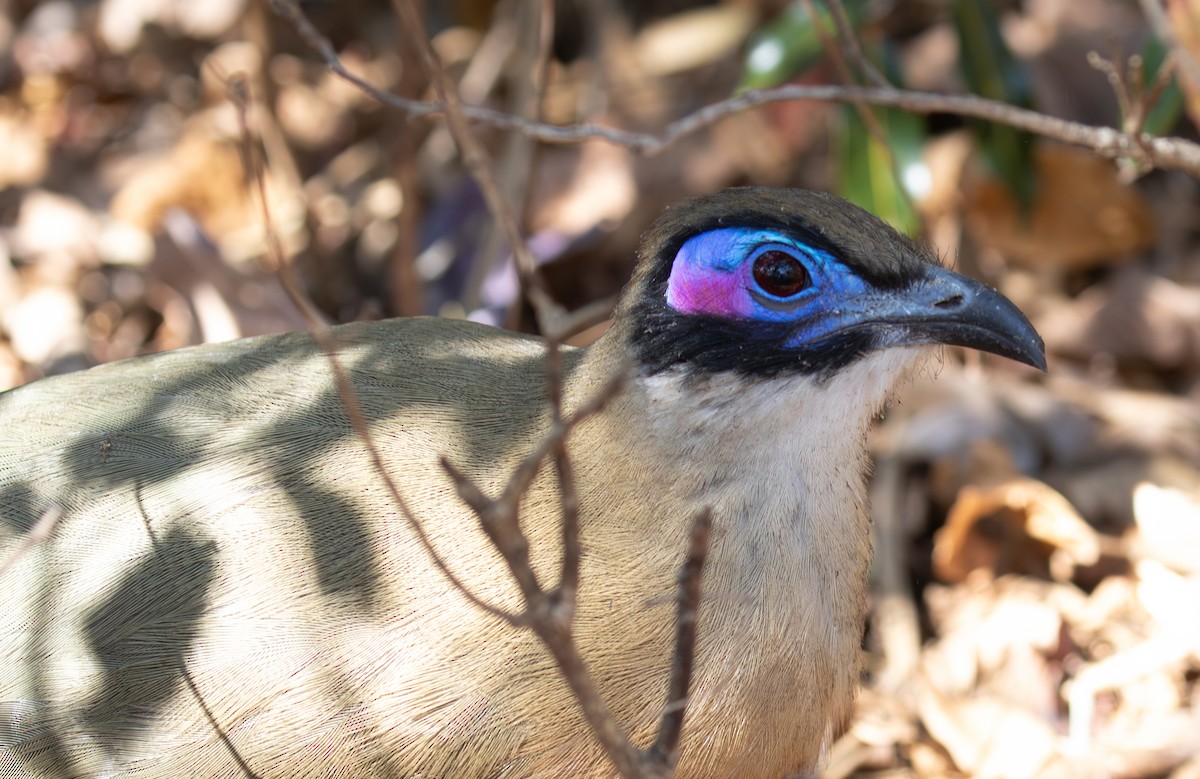 Giant Coua - ML642623381