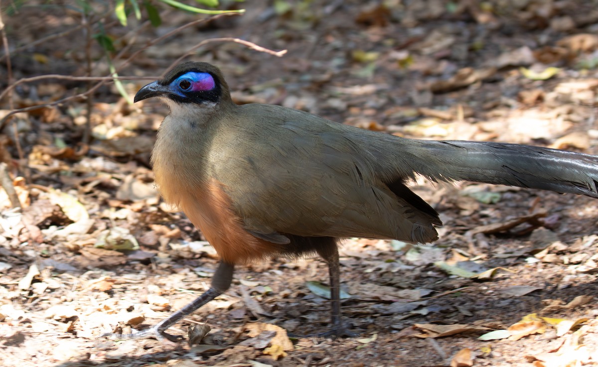 Giant Coua - ML642623382