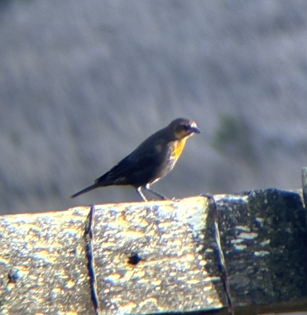 Yellow-headed Blackbird - ML642623397