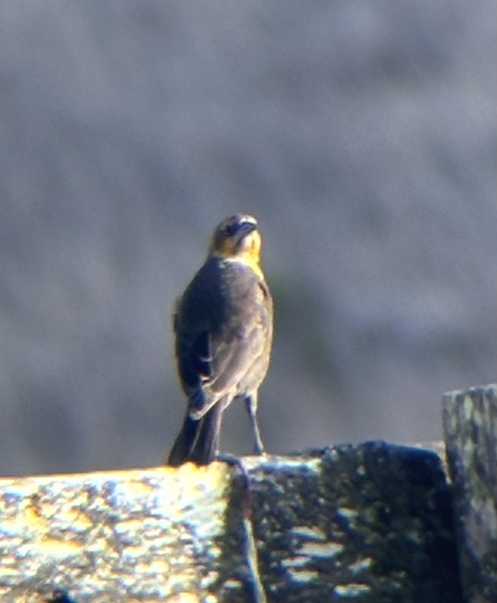 Yellow-headed Blackbird - ML642623398
